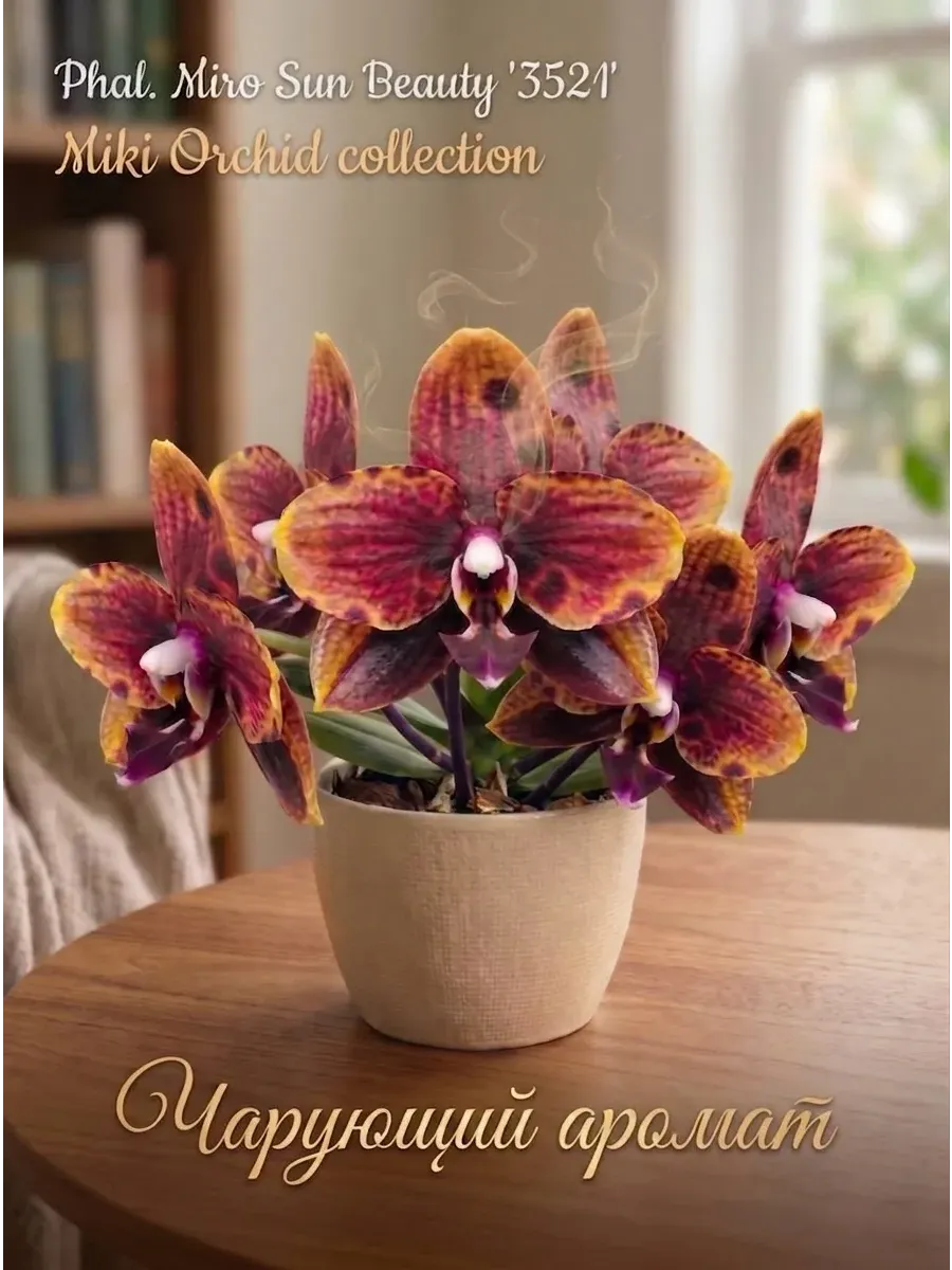 Орхидея живая Phal. Miro Sun Beauty '3521' - 2,5"