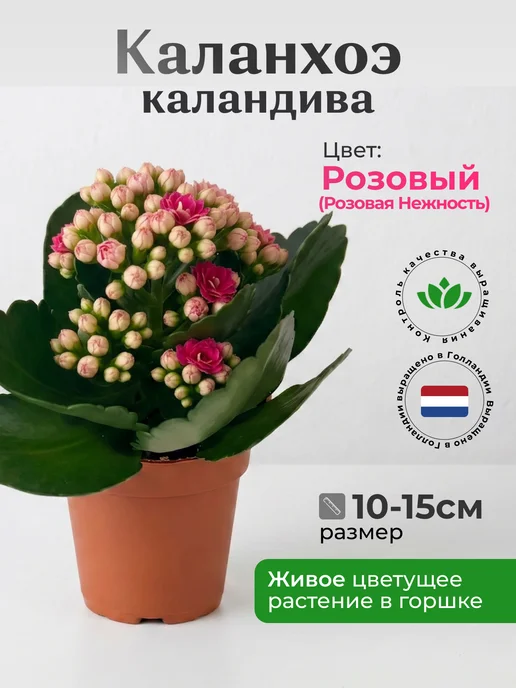 Каланхоэ Каландива Живой Цветок Белый, розовый