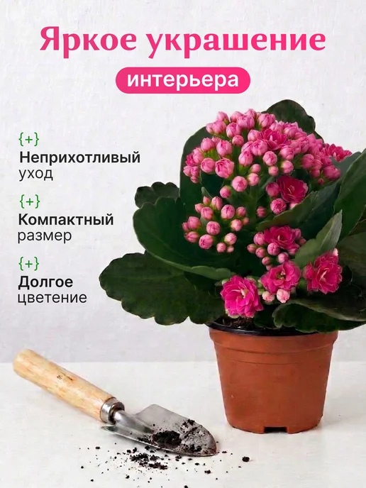 Каланхоэ Каландива Живой Цветок Белый, розовый, фото 2