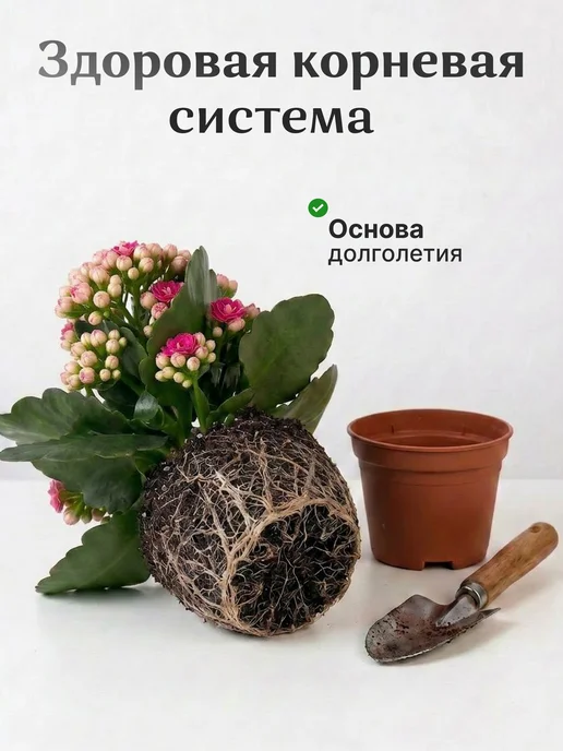 Каланхоэ Каландива Живой Цветок Белый, розовый, фото 3