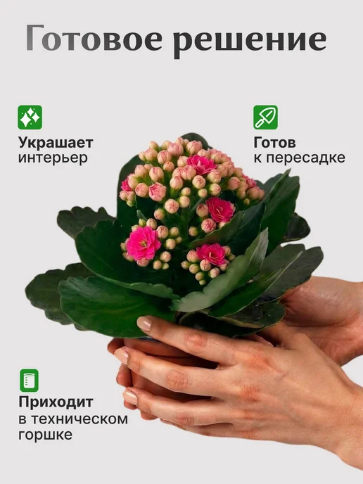 Каланхоэ Каландива Живой Цветок Белый, розовый, фото 4