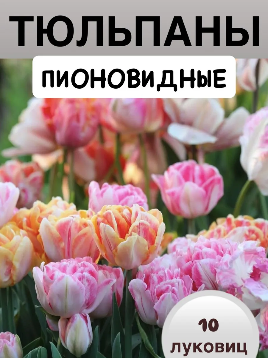 Пионовидные тюльпаны луковицы 10 штук