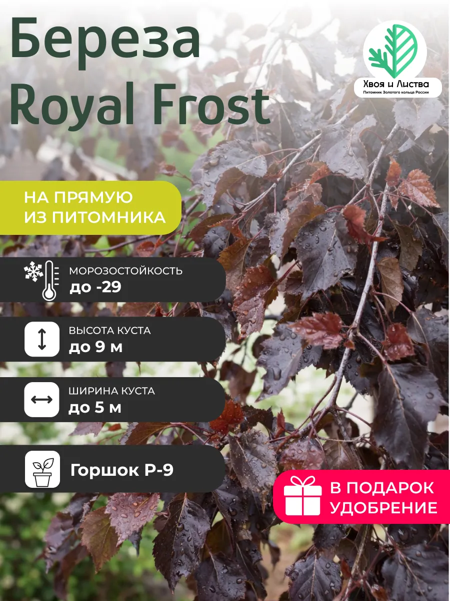Саженец Береза Royal Frost