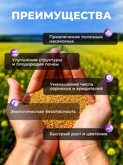 Садовита Сидерат горчица желтая семена 1кг, 2 кг, фото 2
