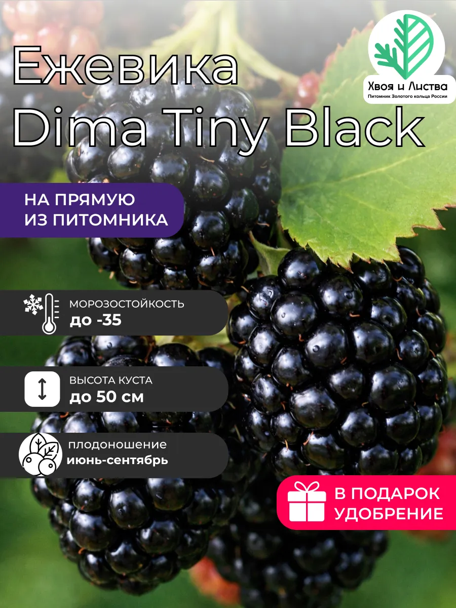Саженец Ежевика Dima Tiny Black