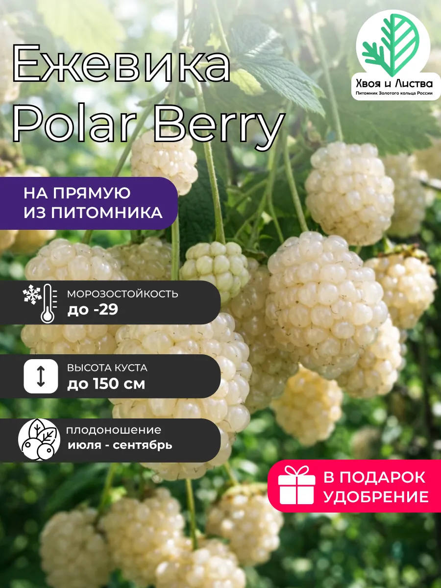 Саженец Ежевика Polar Berry
