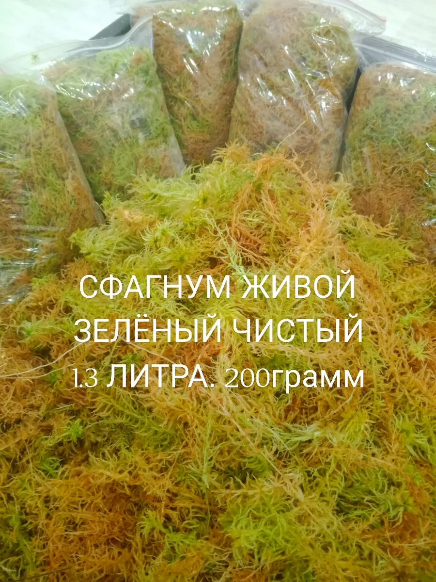 Мох
