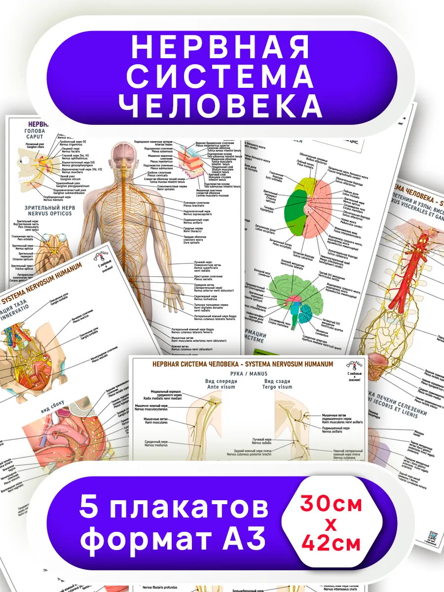 Набор плакатов А3 5листов нервная система человека