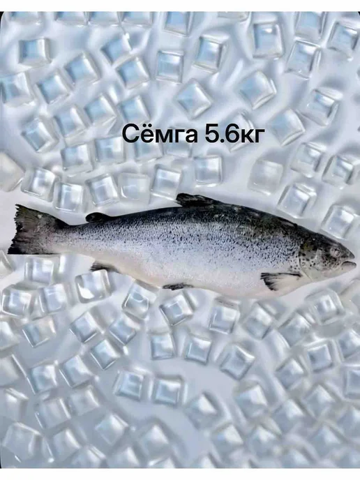 Сёмга свежемороженая 6 кг Премиум потрошёная, 6 кг, фото 2