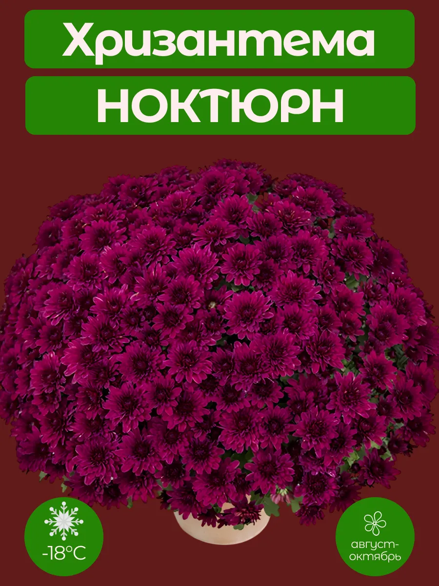 Хризантема Мультифлора Ноктюрн саженец ЗКС (горшок Р9)