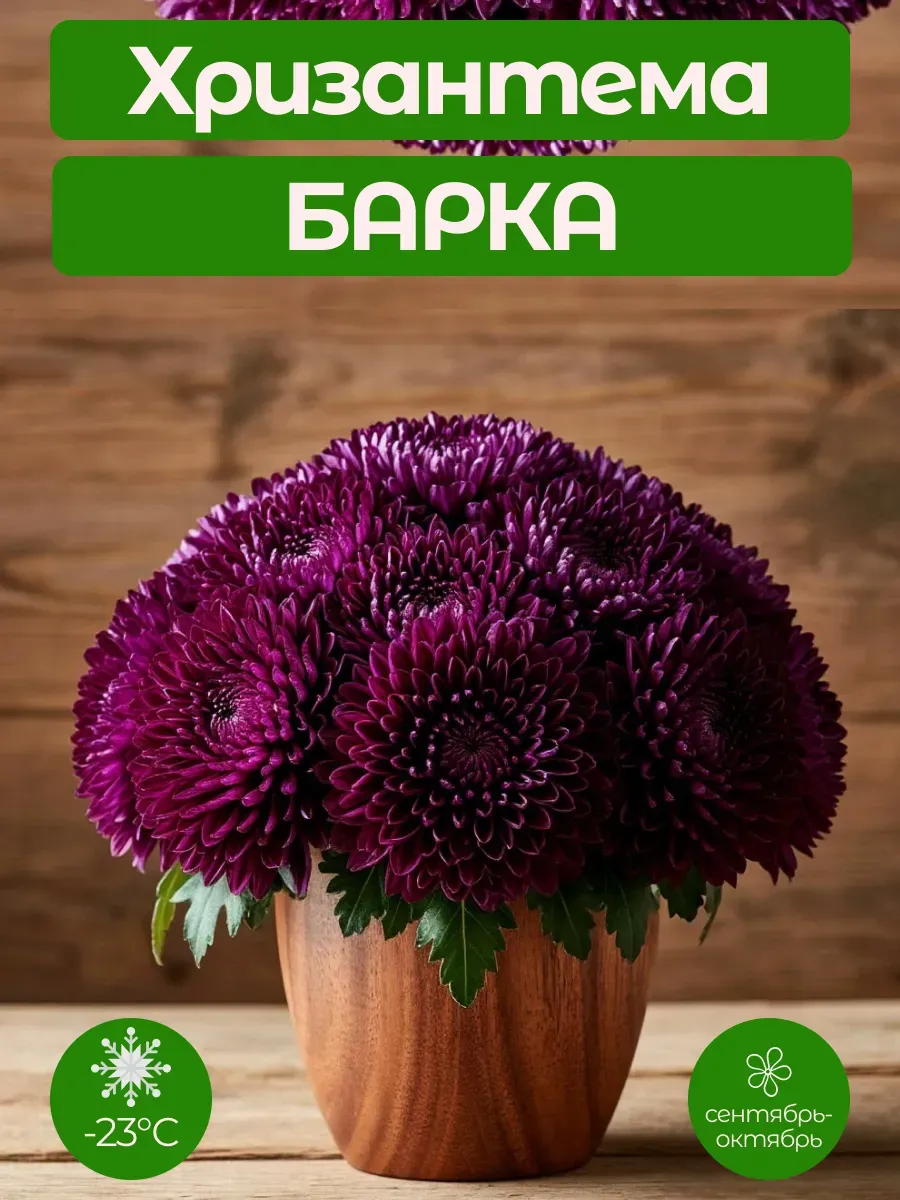 Хризантема кустовая Барка саженец ЗКС (горшок Р9)
