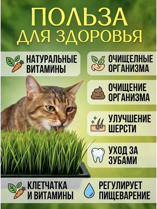 Набор дя выращивания травы для кошек, вариант