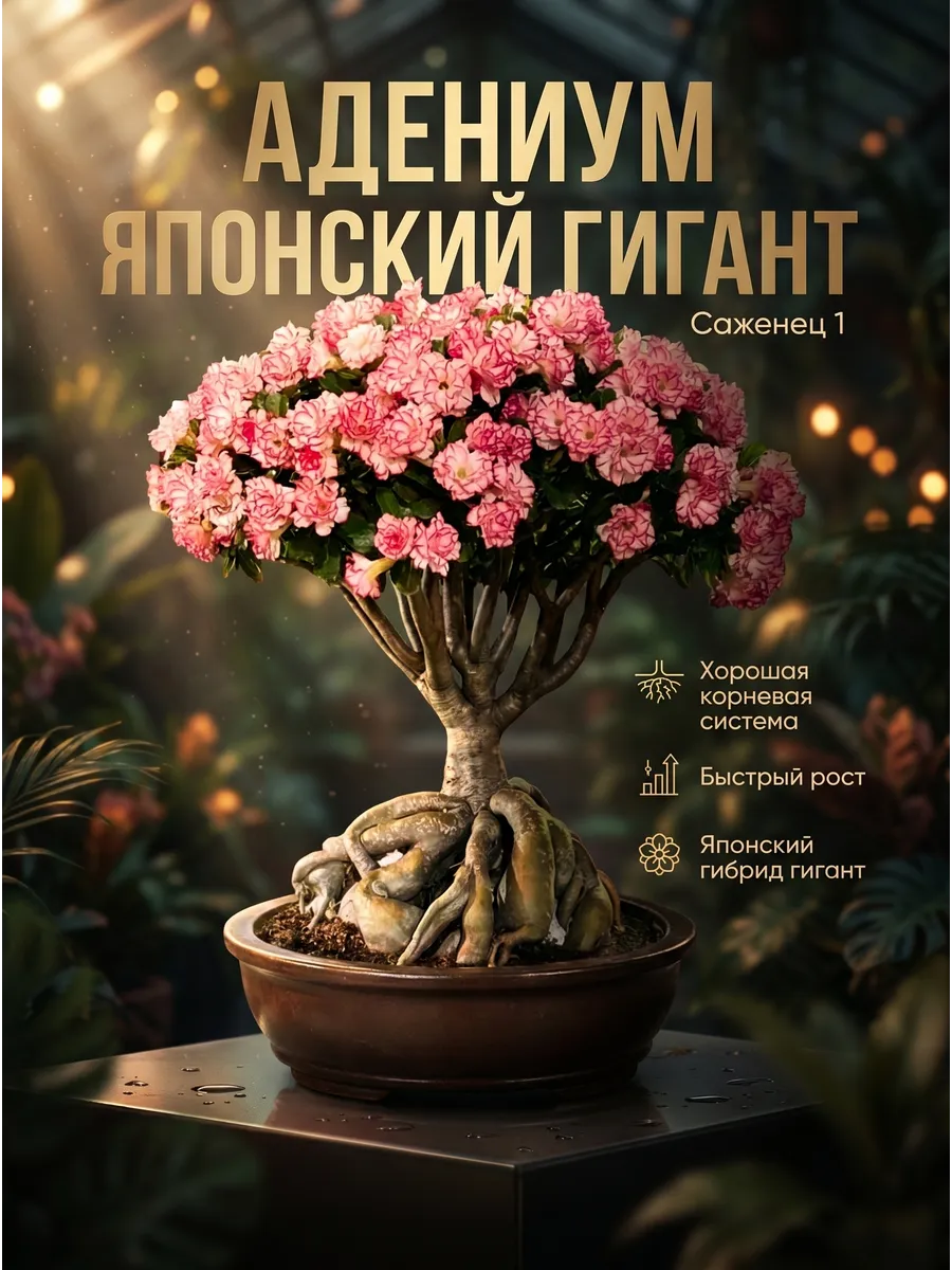 Адениум саженец Японский гигант