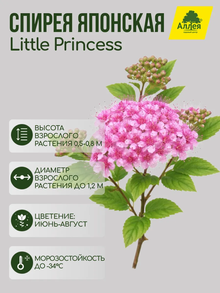 Спирея японская Little Princess