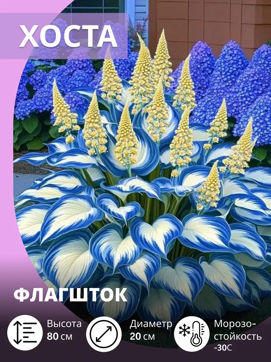 Хоста саженец, многолетние 1 шт