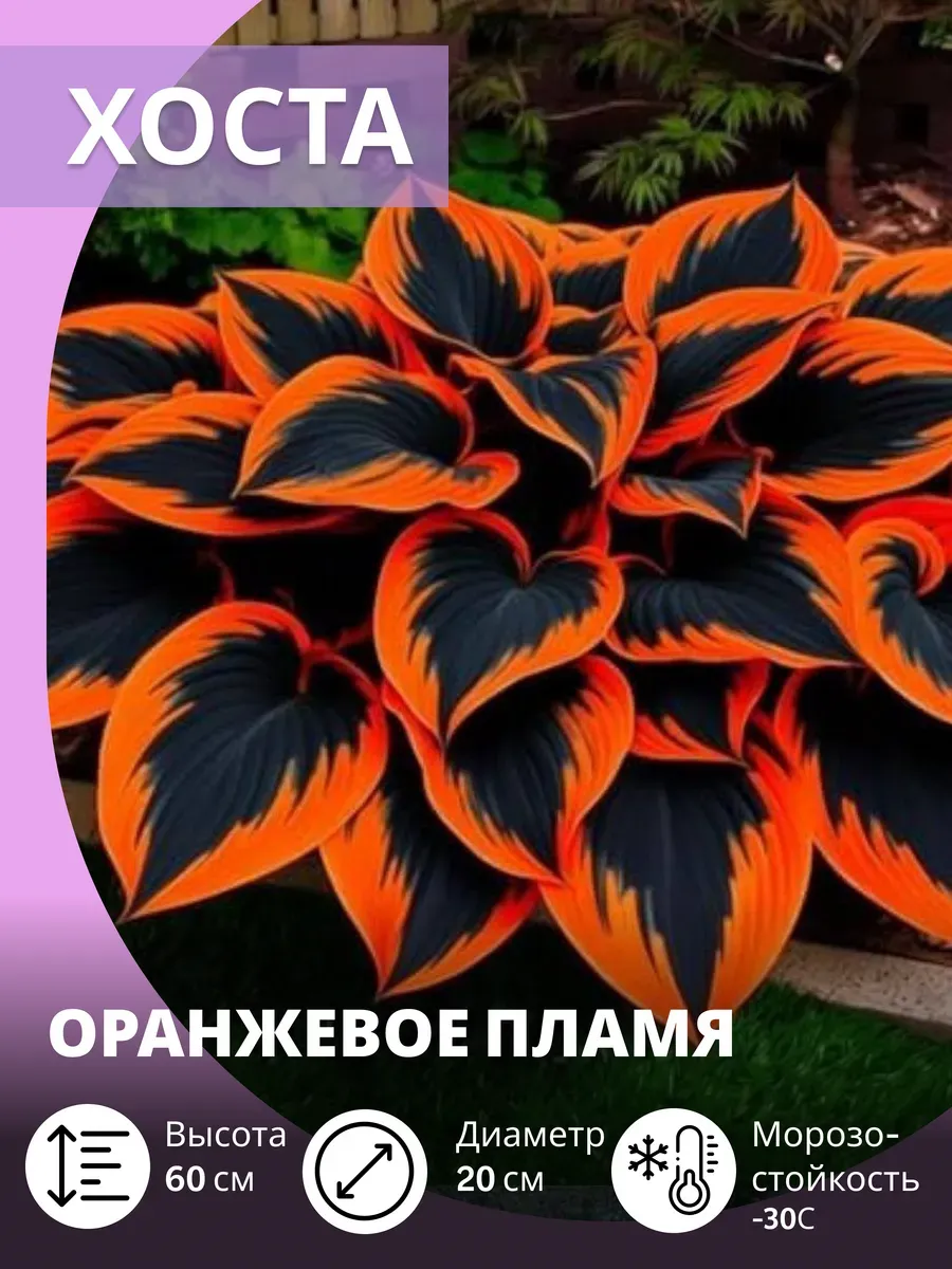 Хоста саженец, многолетние 1 шт
