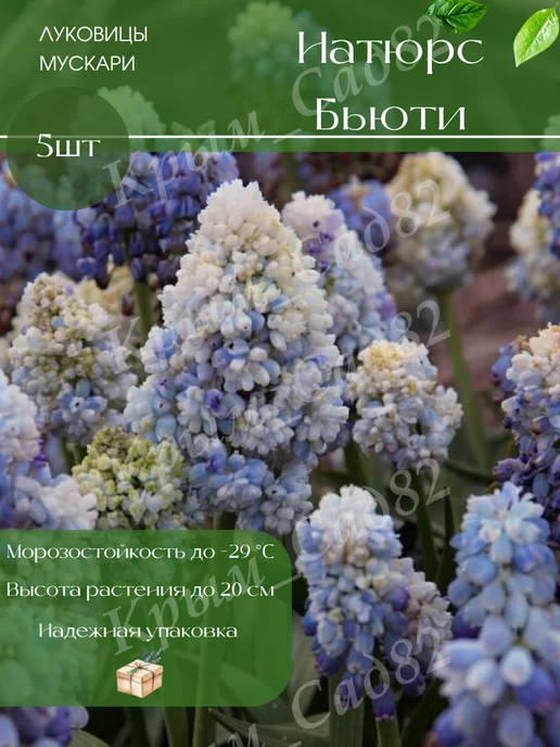 Луковицы Мускари Натюрс Бьюти, голубой