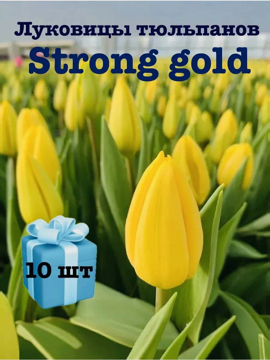 Луковицы тюльпанов Strong Gold 10шт очищенные