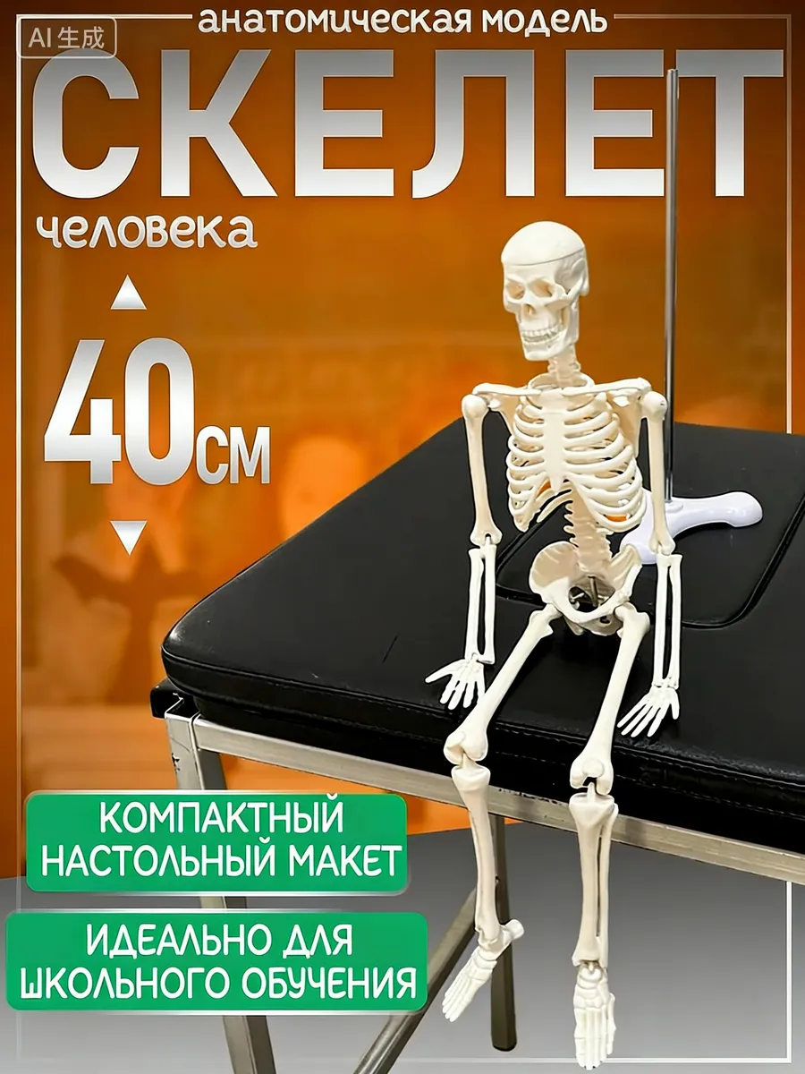 Анатомическая модель скелета 1 4, 40 см, на подставке