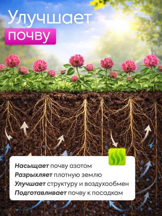 Клевер красный семена 1 кг, 1 кг, фото 3
