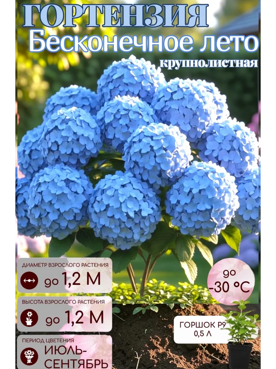 Гортензия саженец крупнолистная