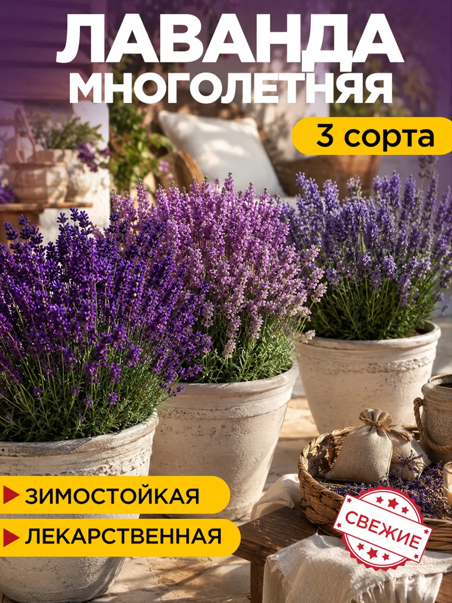 Семена цветов Лаванды многолетней набор 3 сорта