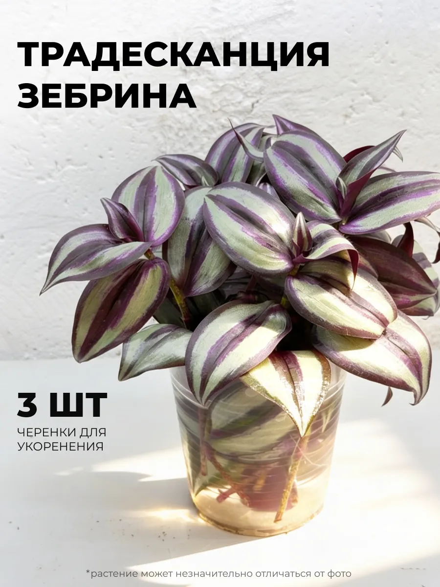 Традесканция комнатная Зебрина черенки набор 3шт.