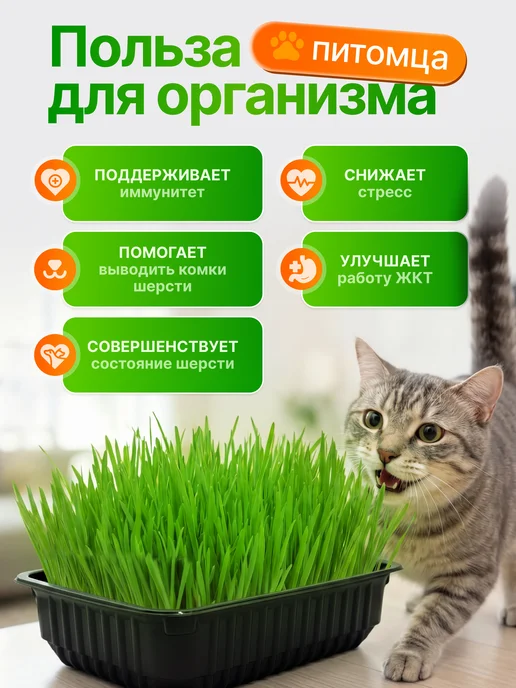 Мурмули Трава для кошек и других питомцев. Комплект на 3 посадки, вариант, фото 2