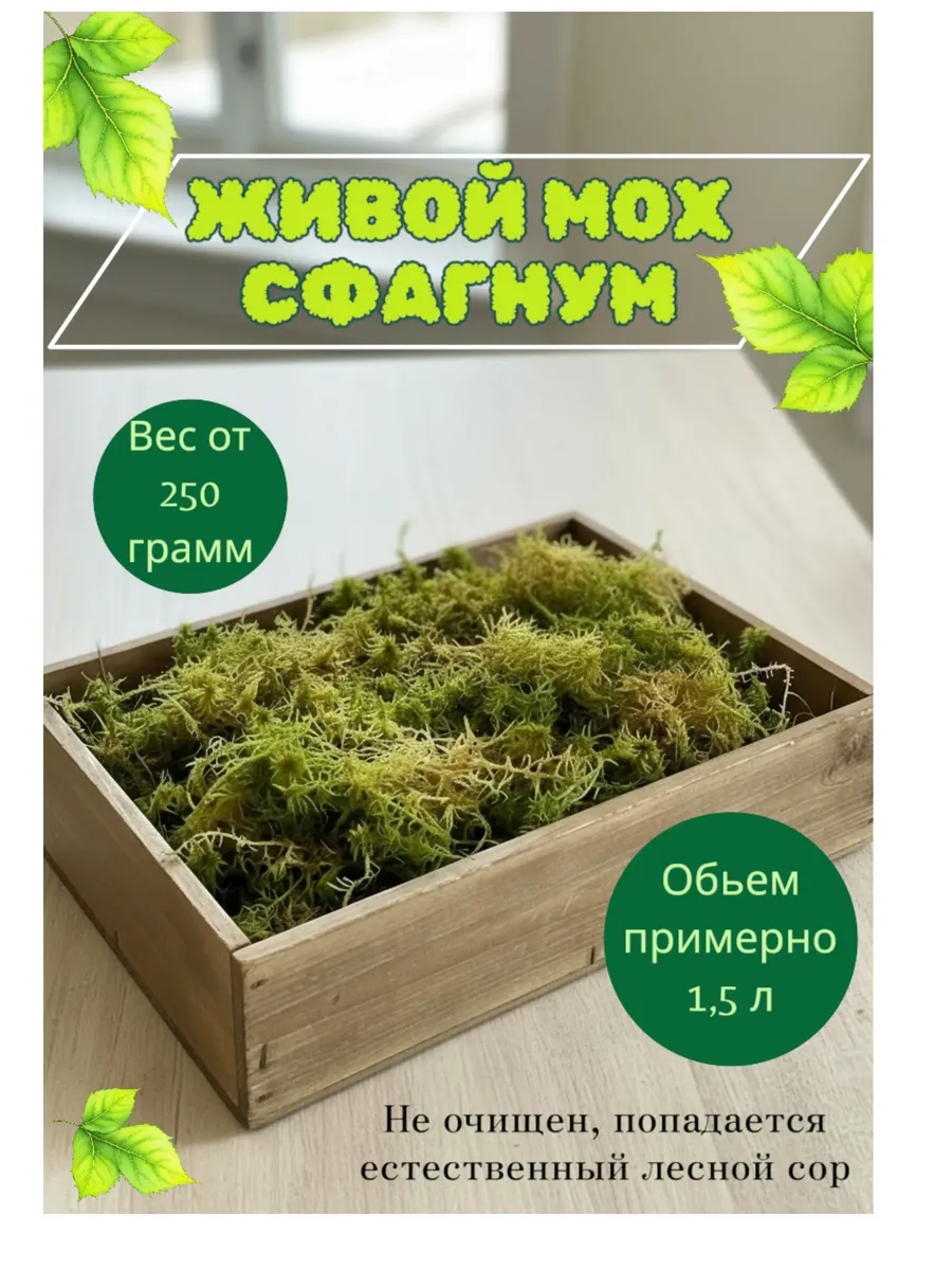 Живой мох Сфагнум для растений, улиток, рептилий