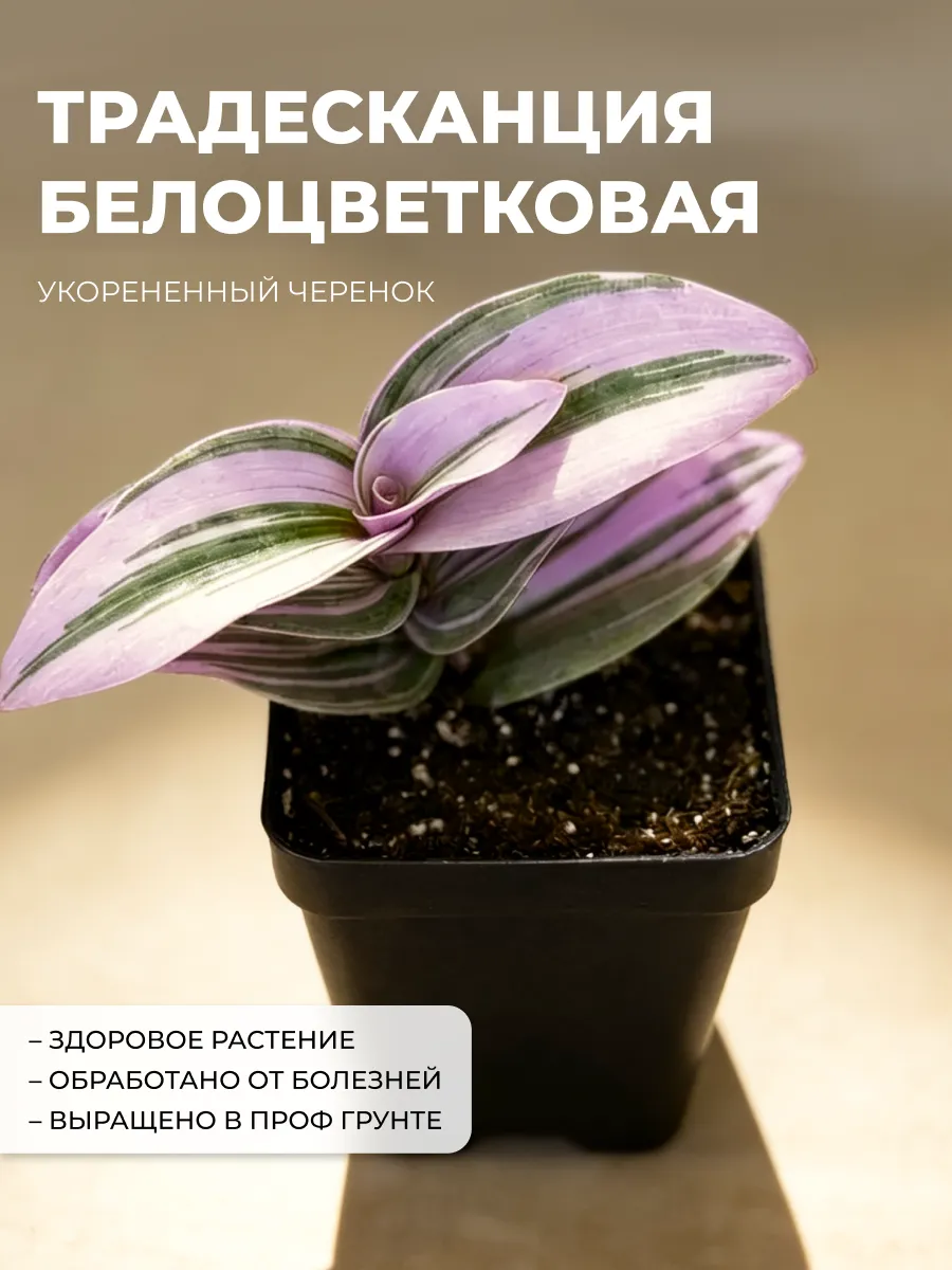 Традесканция комнатная Белоцветковая укорененный черенок