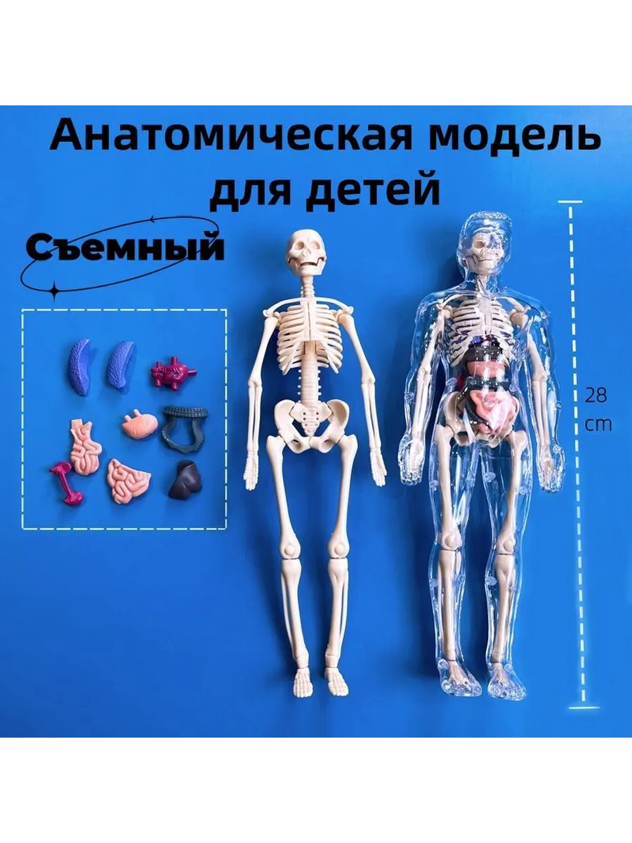 Анатомическая модель тела человека для детей