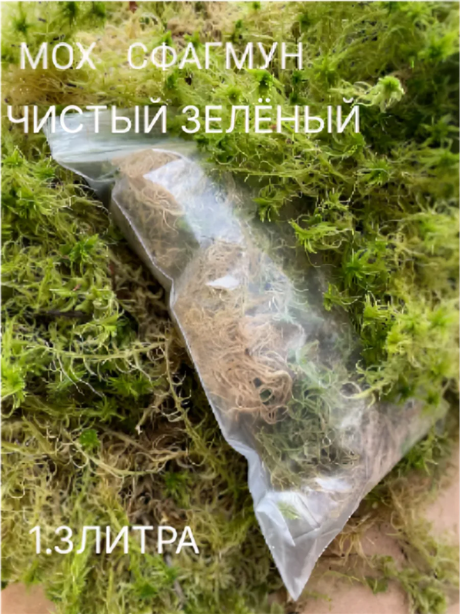 МОХ СФАГНУМ