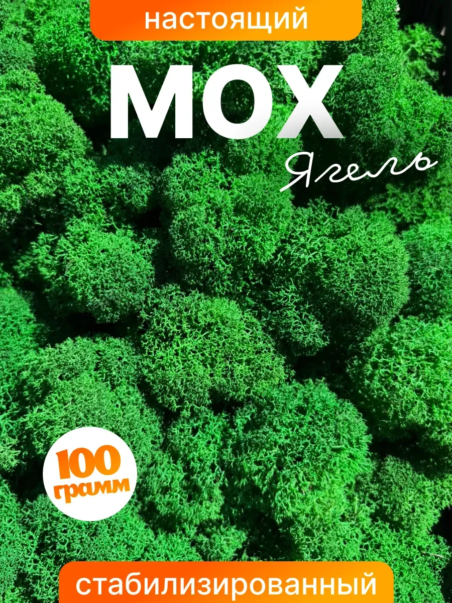 Мох стабилизированный 100г настоящий Ягель
