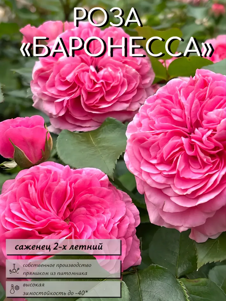 Роза саженцы 1 шт