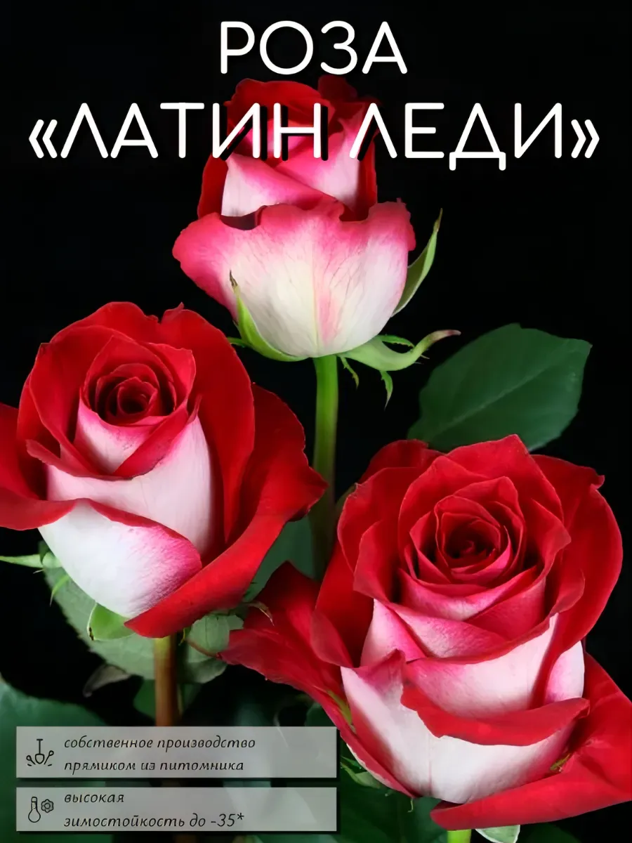 Роза саженцы 1 шт
