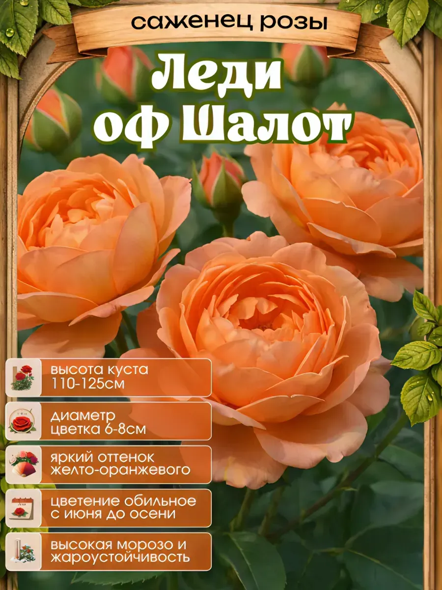 Роза саженцы 1 шт