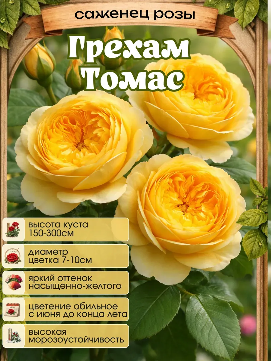 Роза саженцы 1 шт