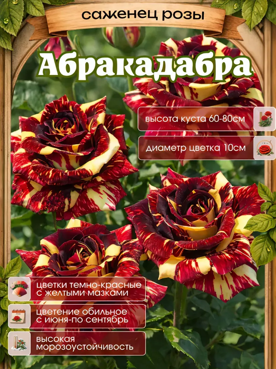Роза саженцы 1 шт