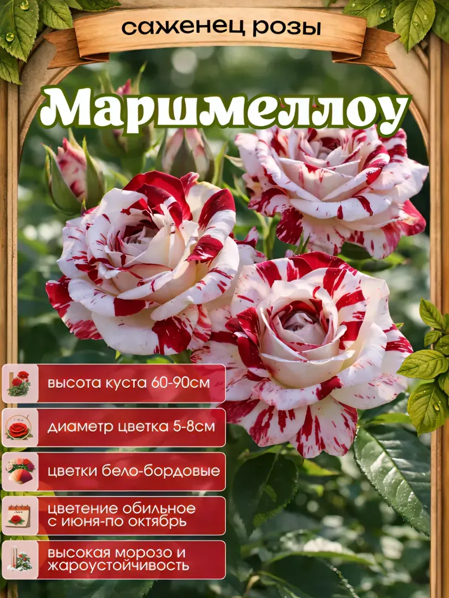 Роза саженцы 1 шт