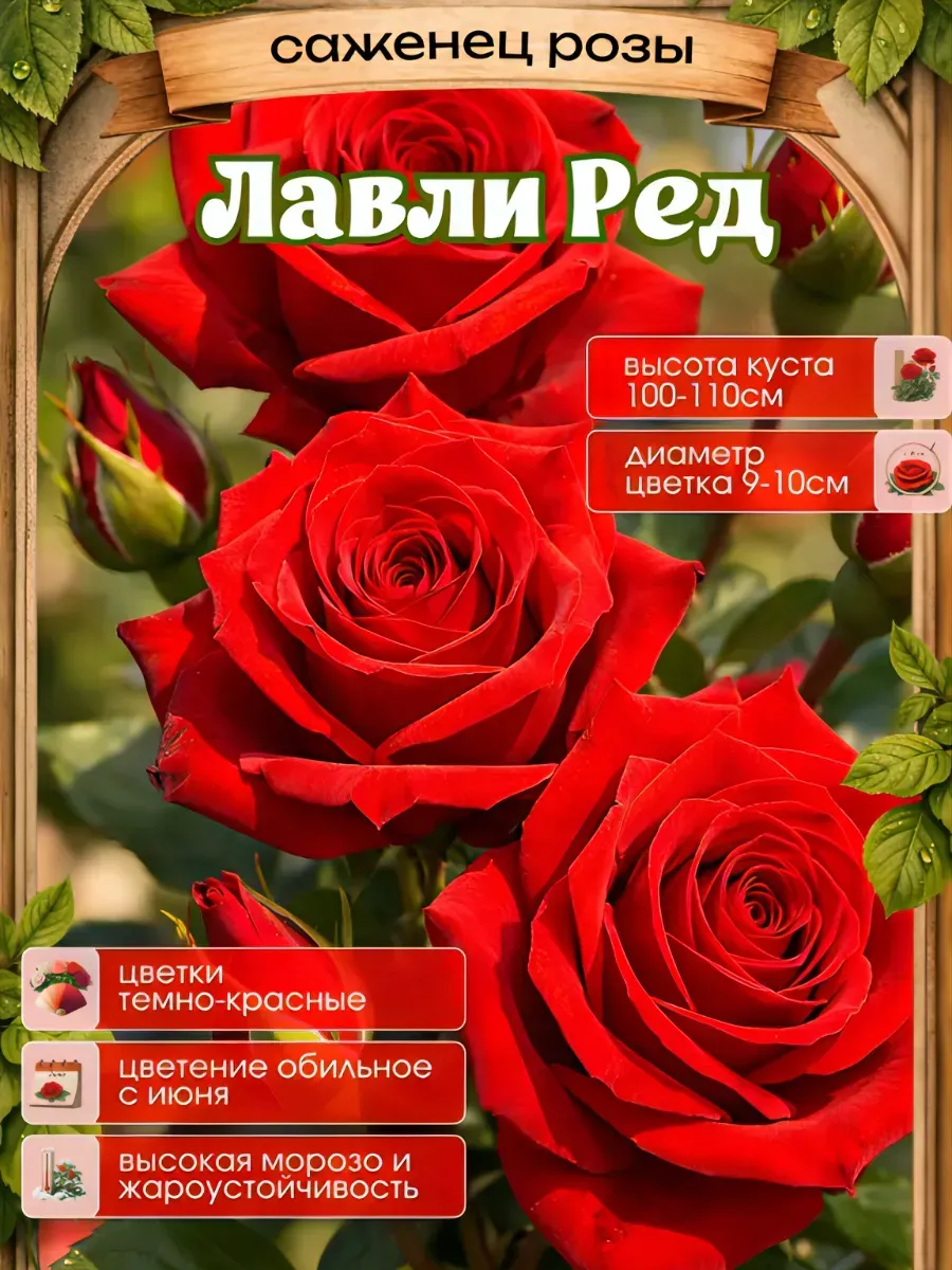 Роза саженцы 1 шт