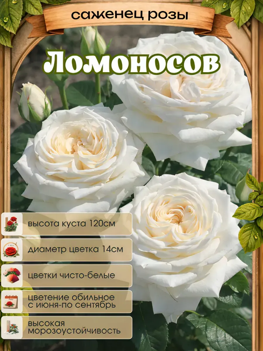 Роза саженцы 1 шт