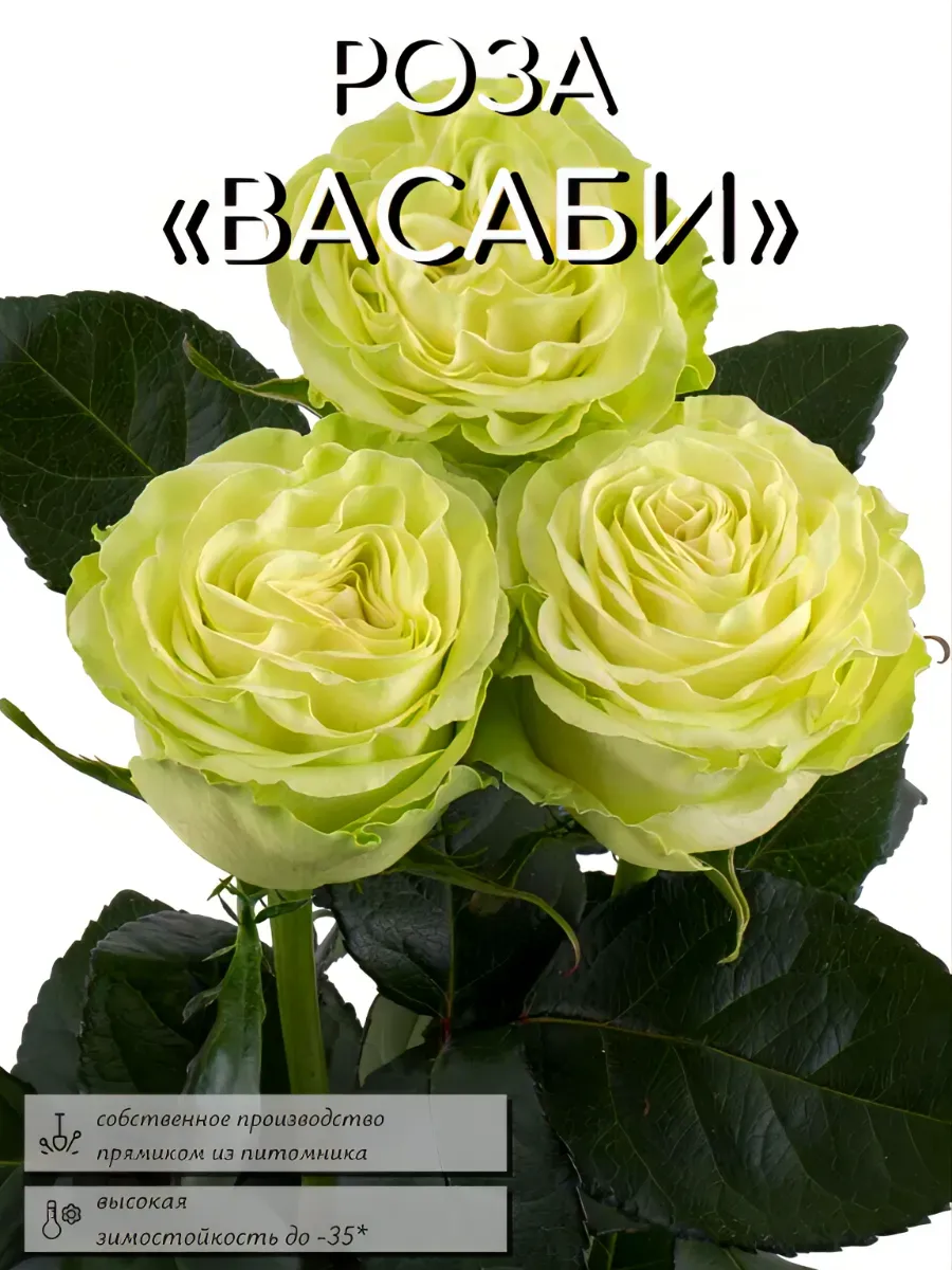 Роза саженцы 1 шт