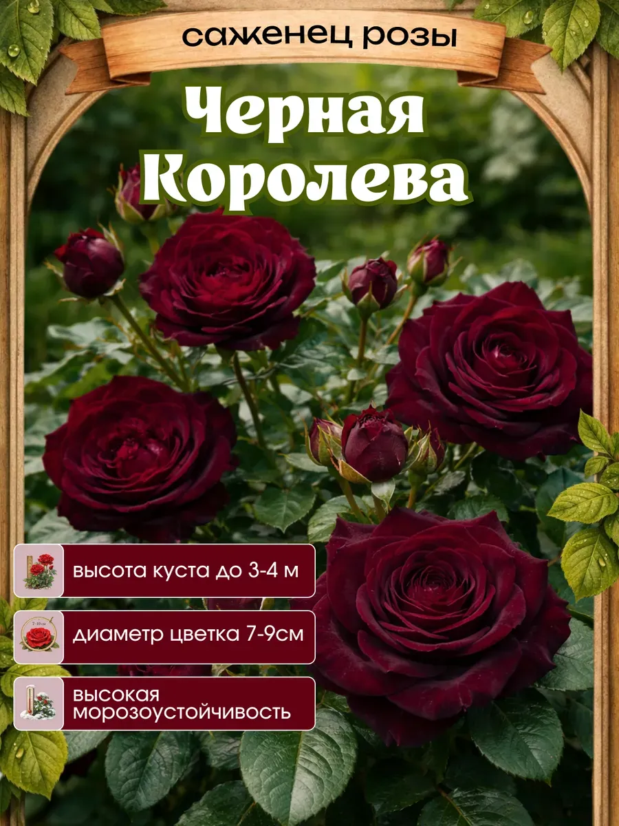 Роза саженцы 1 шт