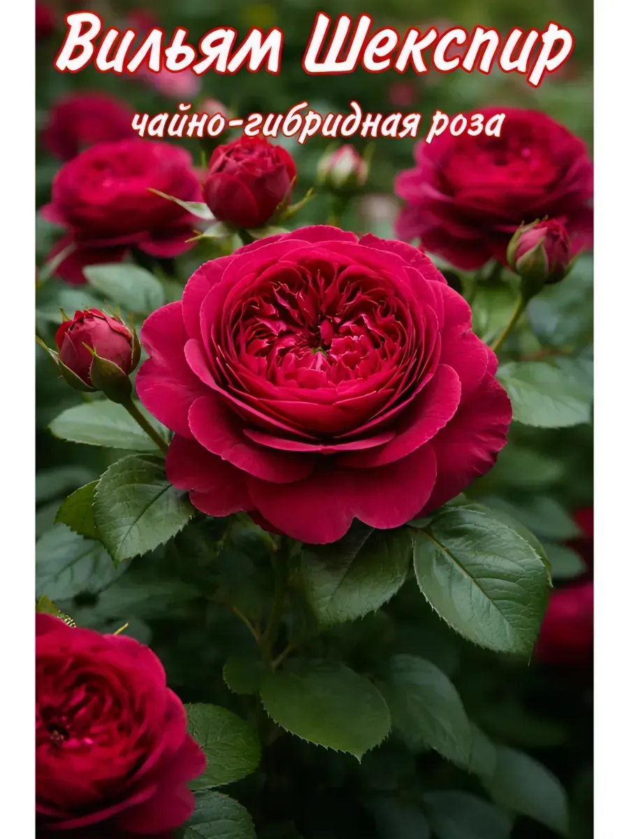 Роза саженцы 1 шт