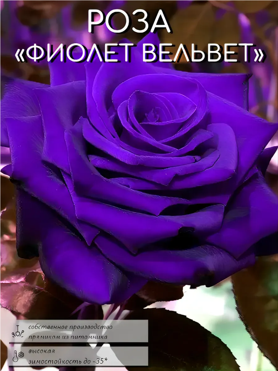 Роза саженцы 1 шт