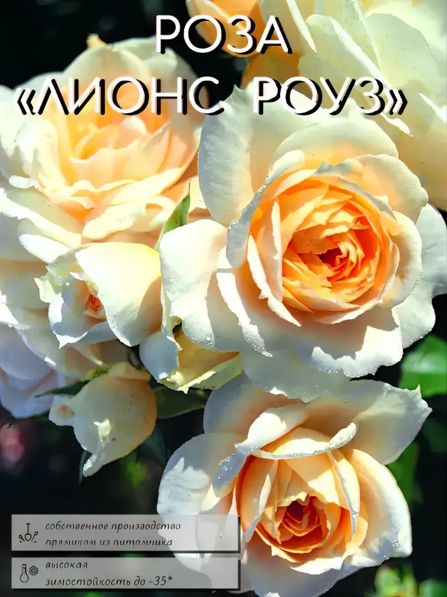Роза саженцы 1 шт
