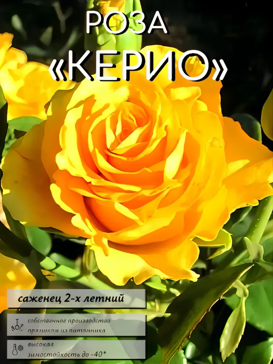 Роза саженцы 1 шт