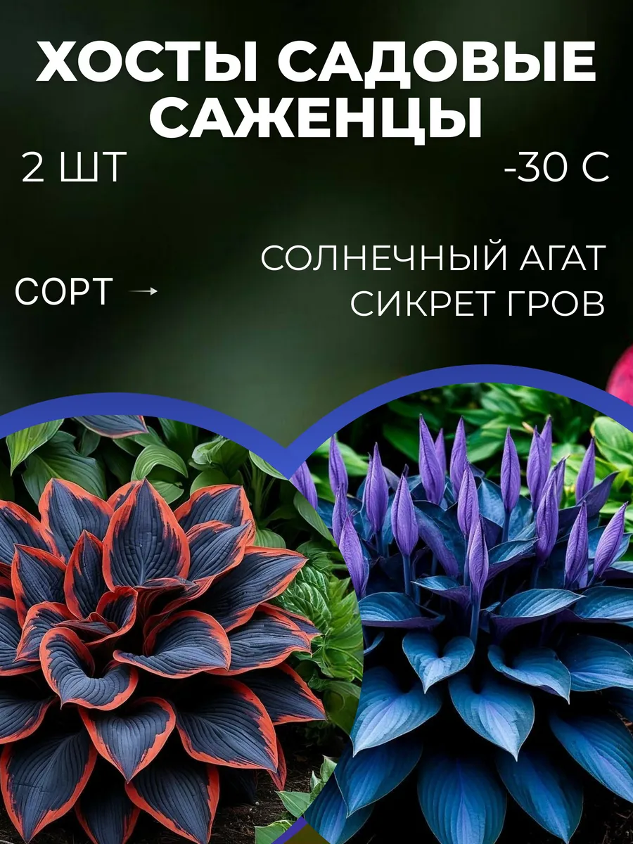 Хоста саженец многолетний, морозостойкие цветы