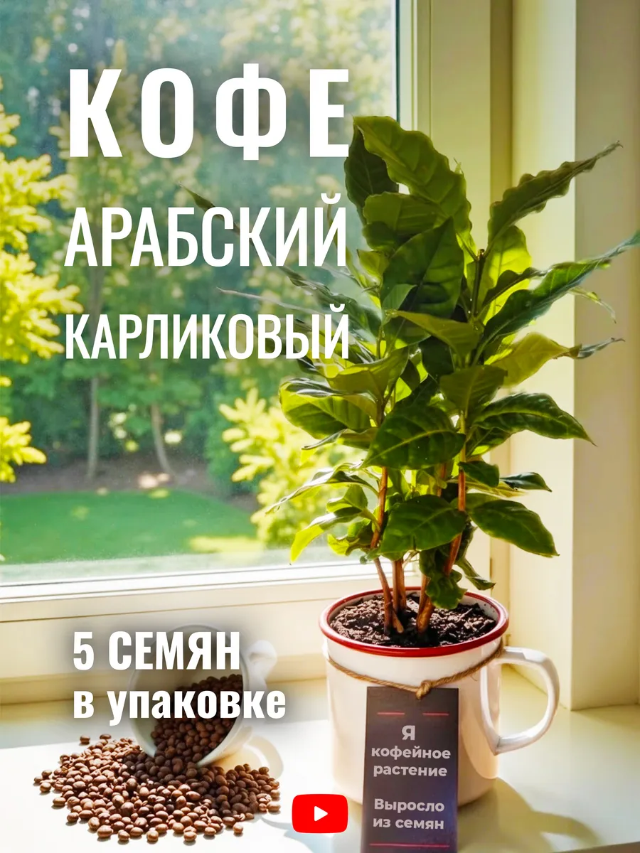 Кофе Арабский Карликовый Кафа, Семена, 5 шт