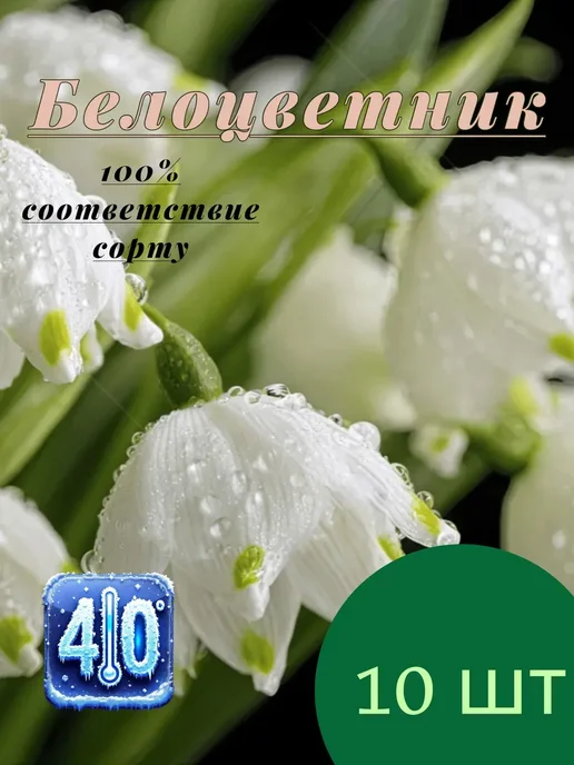 Белоцветник летний 10 луковиц, белый